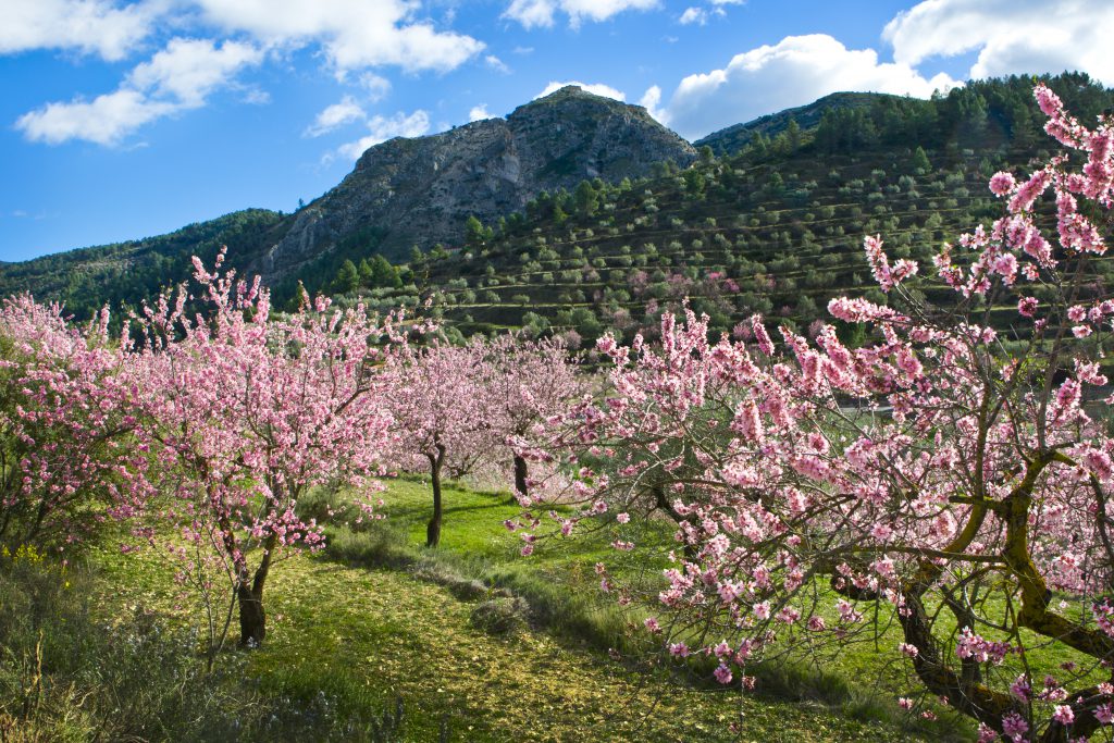 campo-almendros-flor-alicante-almendro