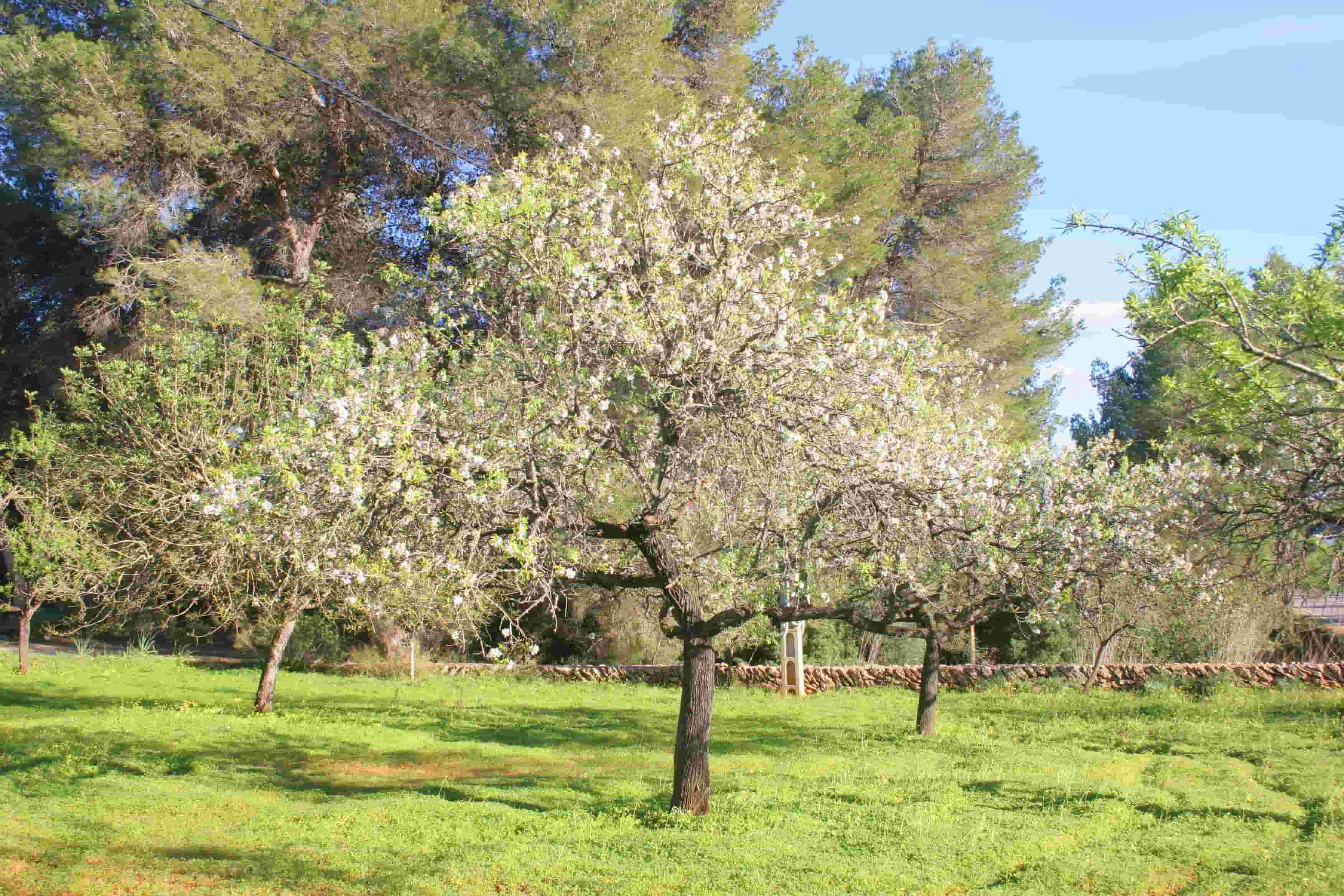 blooming-almond-trees-santa-agnes_ibiza