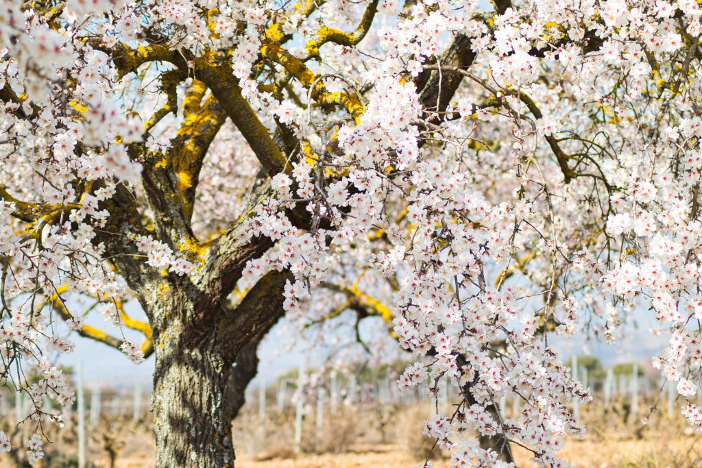 blossoming-almond-trees-flower-alicante-branch