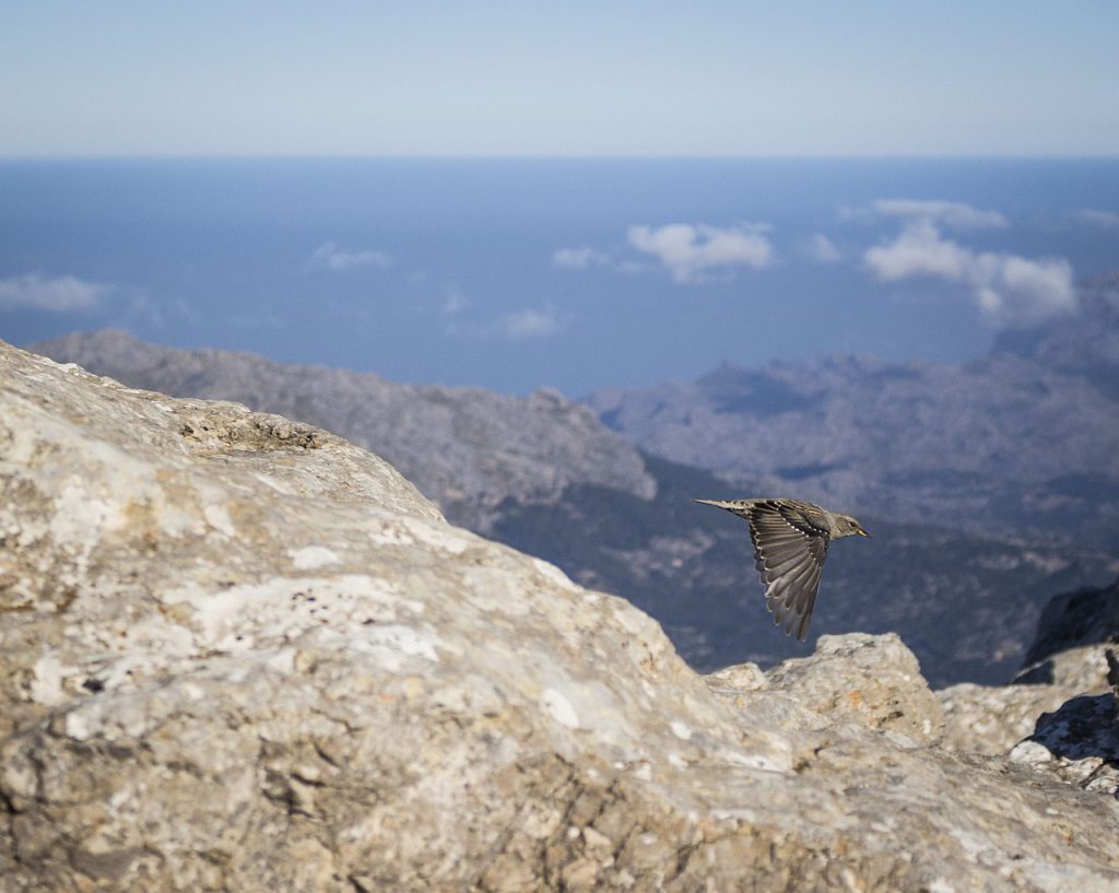 mountain-massanella-mallorca