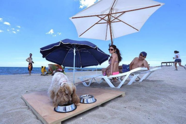 playa-aguaamarga-alicante-espana-spain-perros