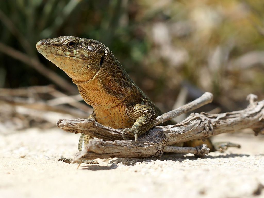 sargantana-lizard-mallorca