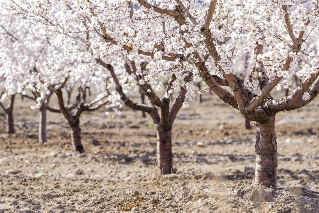 blossoming-almond-trees-alicante