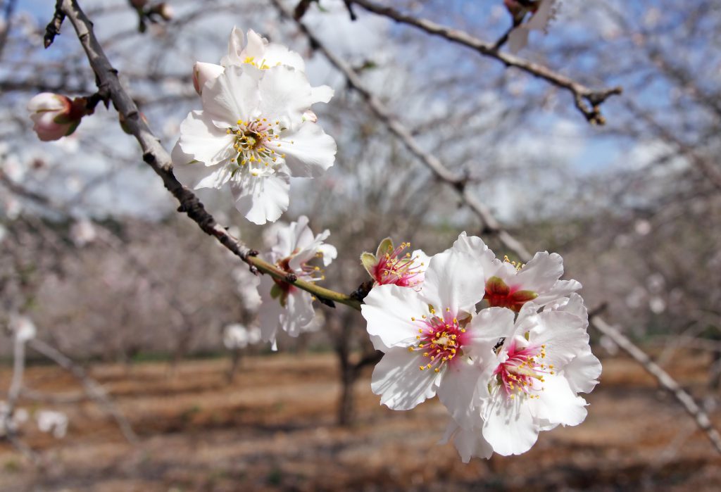 blossoming-almond-trees-flower-alicante